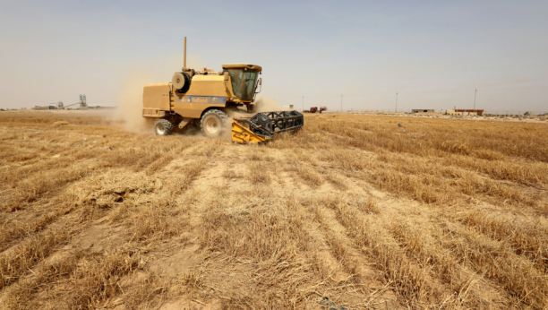 Srbija očekuje 3,5 miliona tona pšenice i 7 miliona tona kukuruza