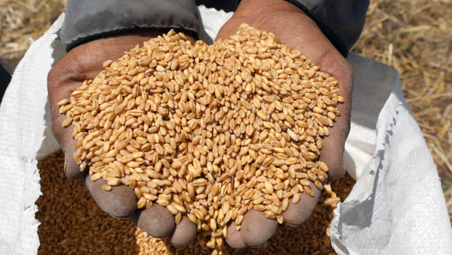 HUMANOST NEMA CENU Rusija isporučila Centralnoafričkoj Republici 50.000 tona pšenice
