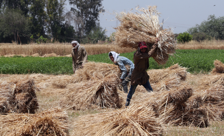 TOTALNI KOLAPS U EGIPTU Ratarima prete zatvorom zbog pšenice!