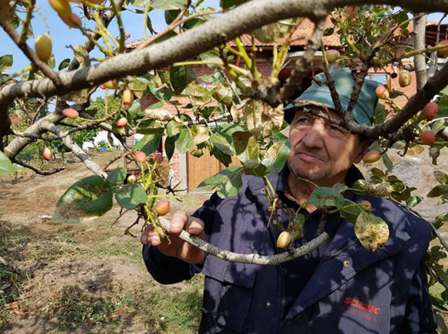 NAJZDRAVIJA NA SVETU Šaka dnevno ove namirnice štiti srce, reguliše težinu i jača imunitet