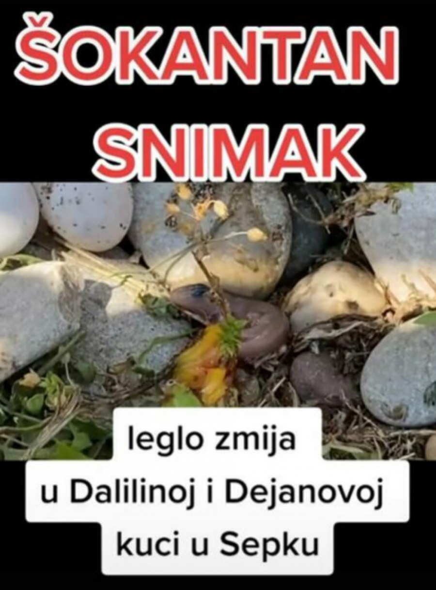 ZMIJARNIK U KUĆI DALILE I DEJANA U ŠEPKU Prizor koji će vas šokirati, ovo je dokaz o crnoj magiji? (VIDEO)
