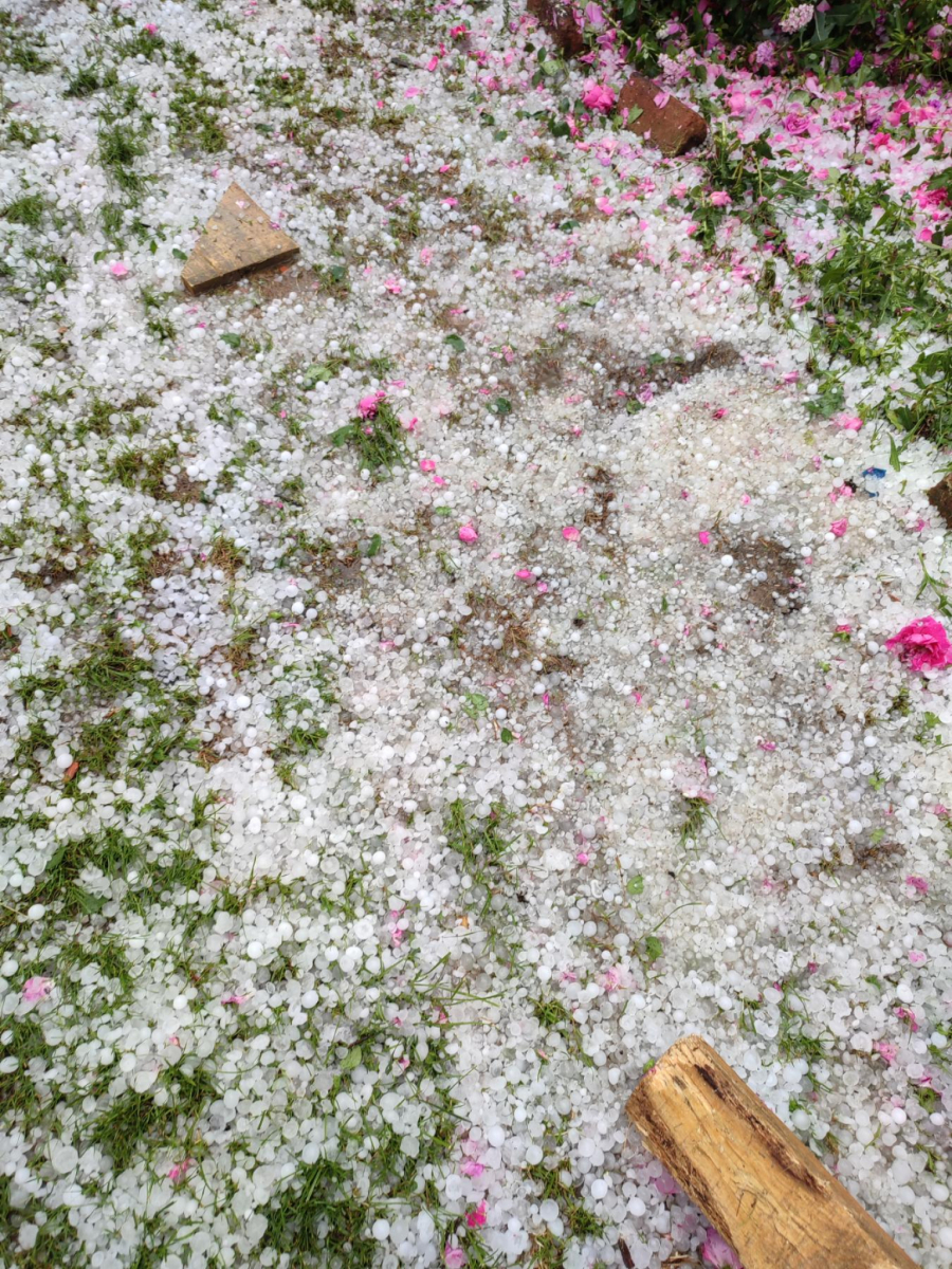 PADAO GRAD VELIČINE ORAHA Nezapamćena oluja u Arilju urnisala malinjake. pričinjena ogromna materijalna šteta (FOTO)