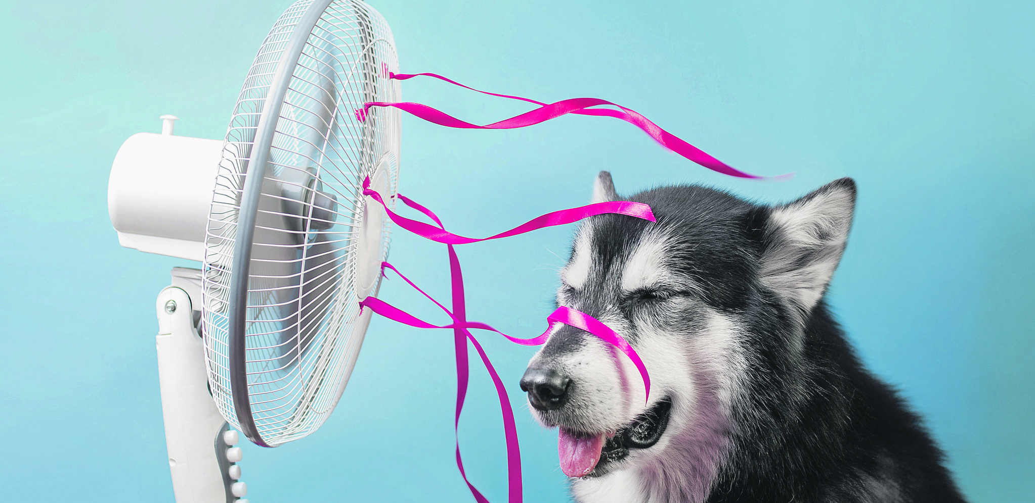 HIDRATACIJA Načini kako da pomognete svom psu tokom vrelih letnjih dana