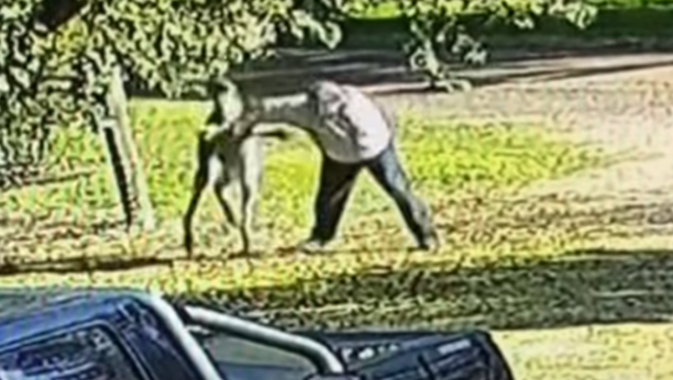 OVO SE NE VIĐA SVAKI DAN Kengur pretukao bivšeg boksera (VIDEO)