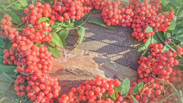 ZA OVU BILJKU SE NEKADA VEROVALO DA DONOSI ČUDA U ŽIVOT I PRIVLAČI LJUBAV Kada vam dobro krene, obavezno je prosledite dalje