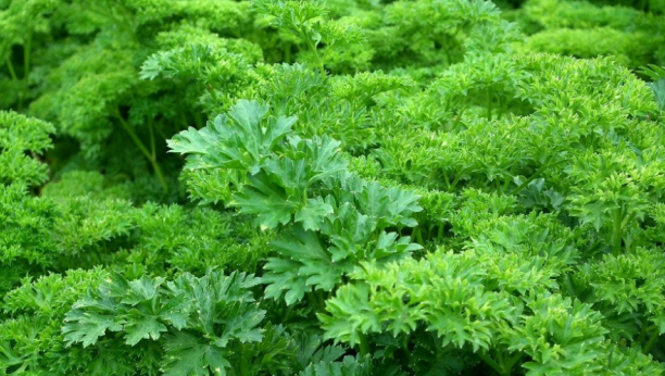 JEDAN OD NAJVEĆIH IZVORA ZDRAVLJA: Biljka koju svi žele da uzgajaju je riznica vitamina, imajte je uvek na dohvat ruke