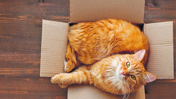 AKO NISTE ZNALI Evo zašto mace toliko vole kutije