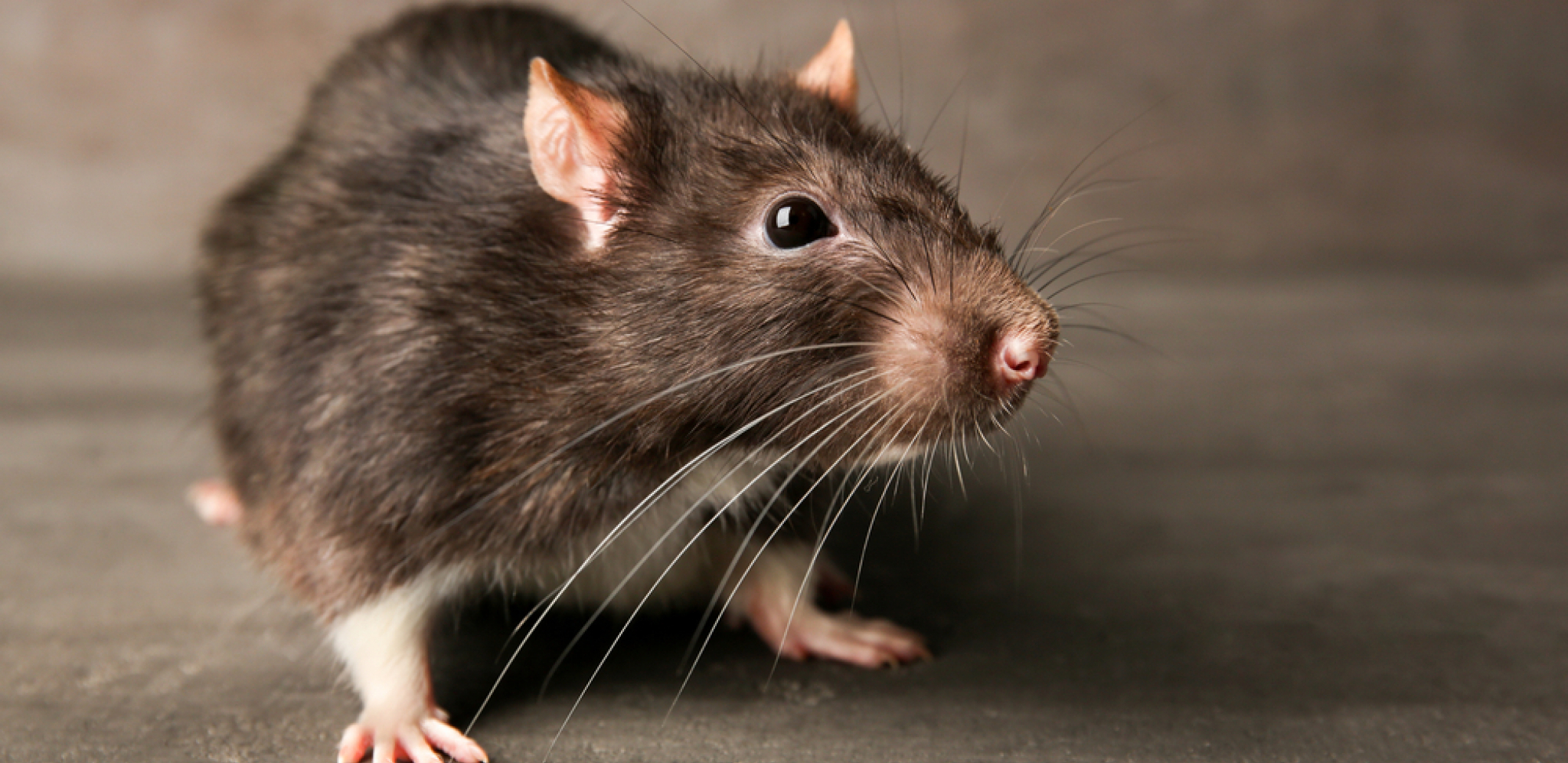 "U GRČKOJ MIŠEVI KOLO VODE" Srbima se letovanje pretvorilo u lov na glodare i bube (FOTO)