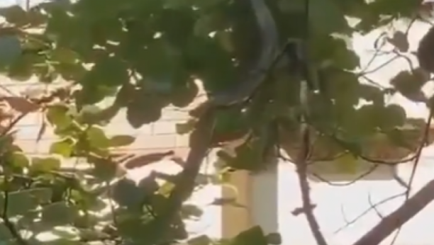 NEVEROVATAN PRIZOR U VIŠNJIČKOJ BANJI Zmija dugačka 2 metra se popela na drvo bežeći od mačke (FOTO)