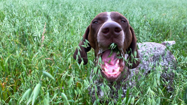 Vole da gricnu malo zeleniša: Zašto psi tokom šetnje često jedu travu?