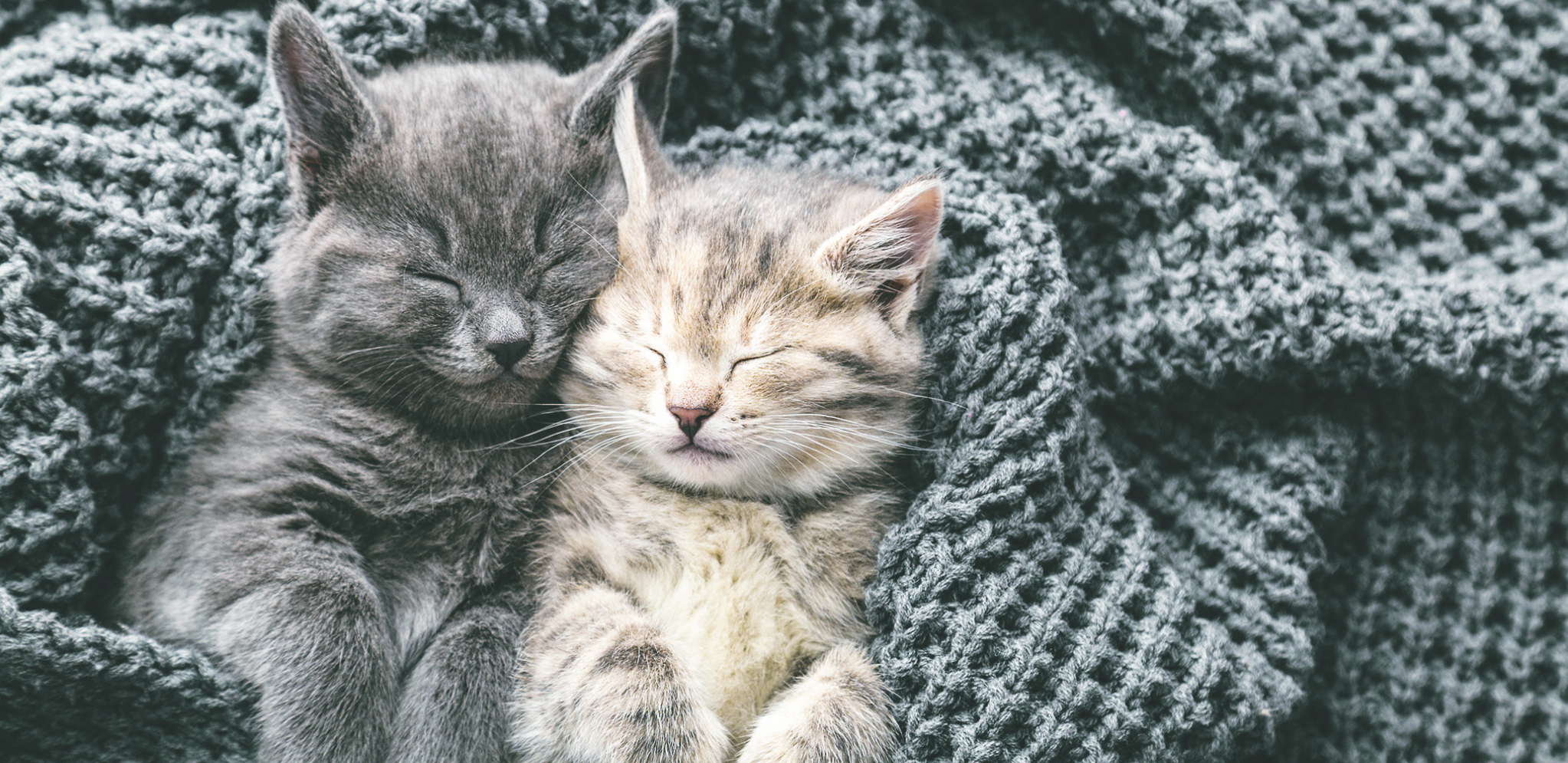 VEČITA DECA Iznenađujuće je koliko toga mačke rade što podseća na ljude
