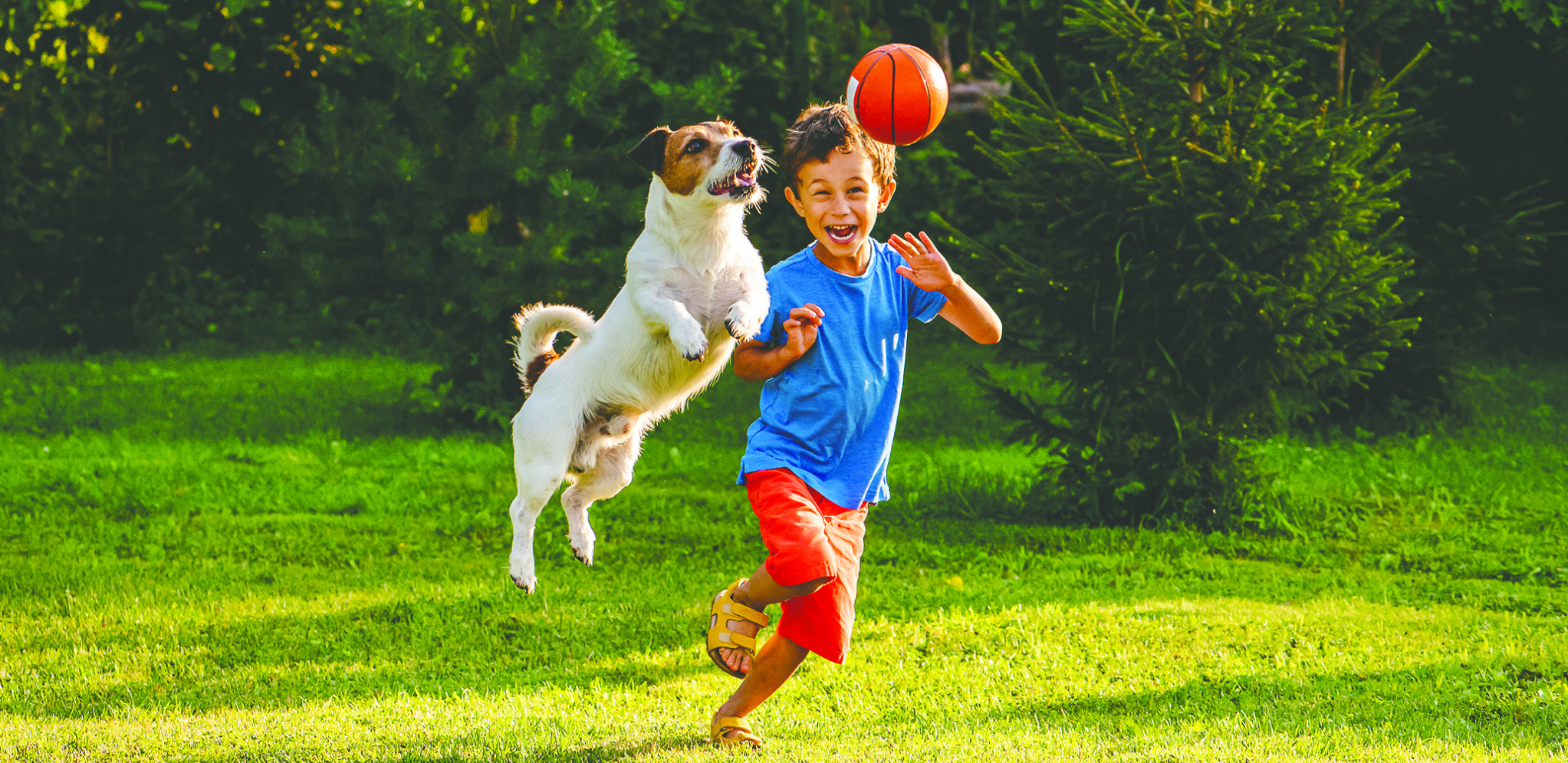 SVE JE POČELO SA JEDNOM MUTACIJOM Genetičari otkrili šta je zbližilo ljude i pse