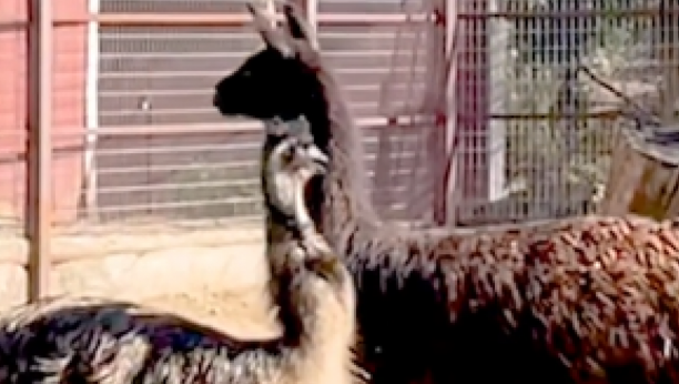 ŠTA MISLITE Ko je brži - lama ili emu?