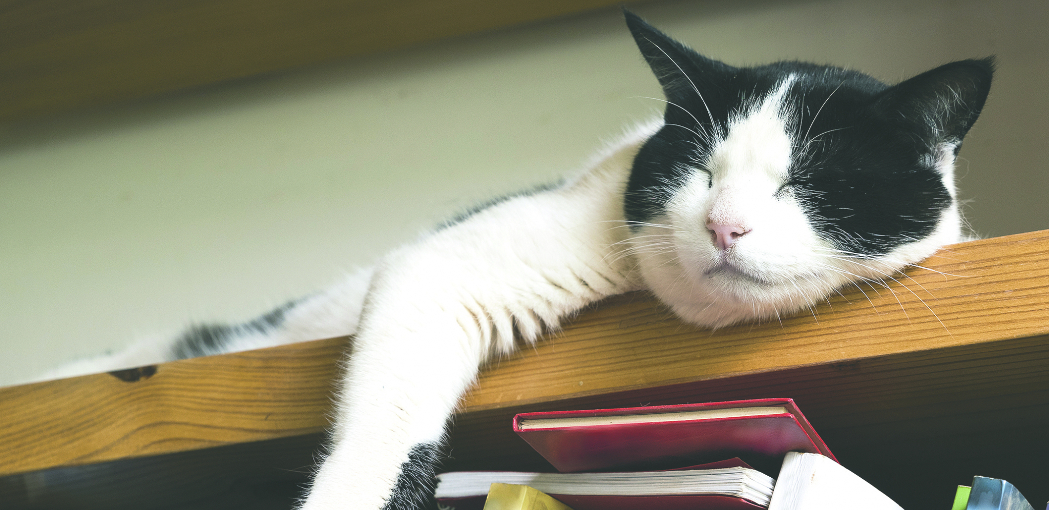 PRVI SIMPTOM STARENJA KOD MAČKE Vlasnik može da primeti da se ona smirila i da spava