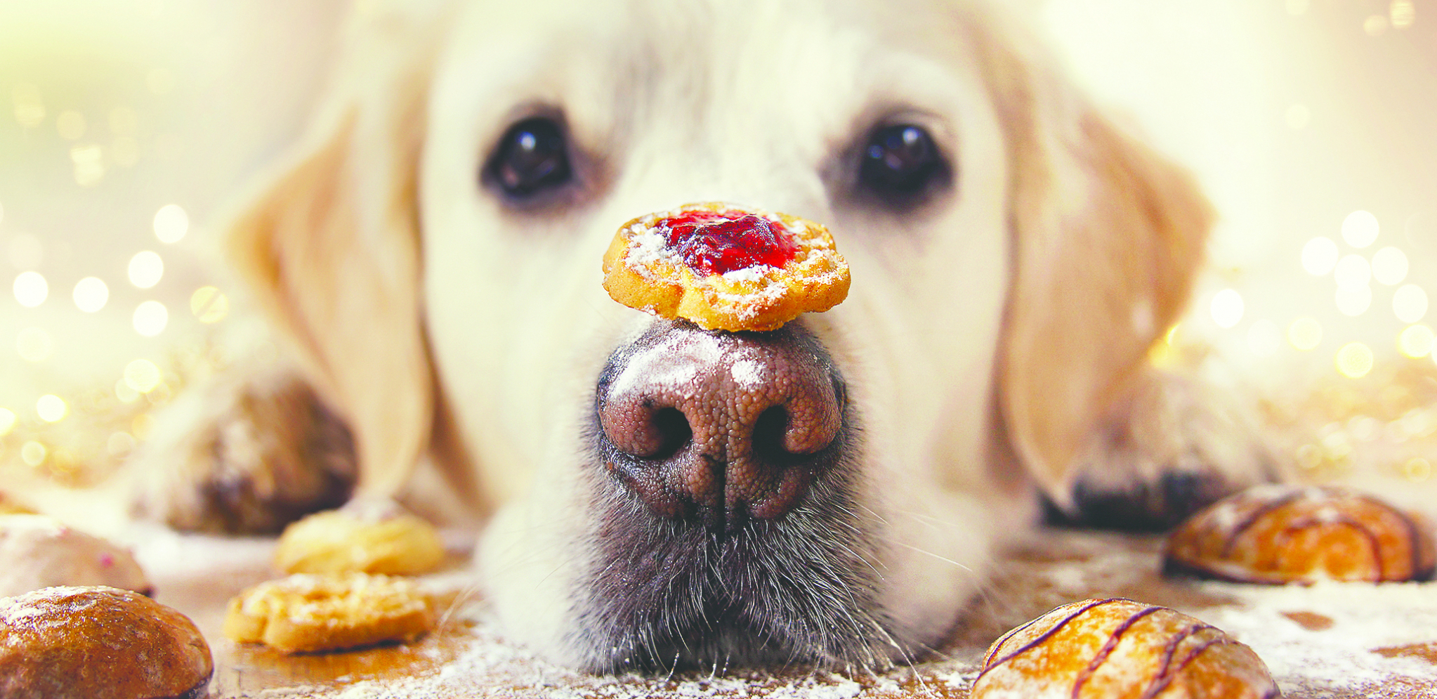 NEURONAUKA JE POKAZALA Vaš pas zaista misli da ste posebni