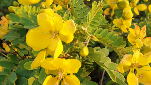 REDUKUJE KILOGRAME, ČISTI CREVA I SMANJUJE NADUTOST Jedna šolja napitka od ove čudesne biljke rešiće vas svih muka