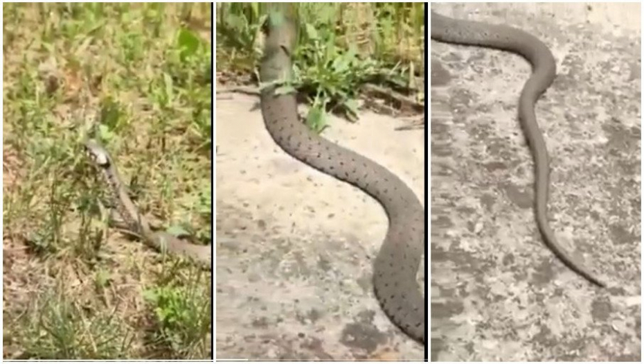 ZMIJE OPSEDAJU VIŠNJICU Snimljen gmizavac od dva metra u dvorištu, palaca jezikom, građani uznemireni (VIDEO)