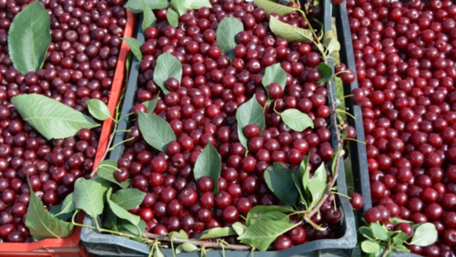 OBLEČINSKA RANA PRERODILA Očekuje se bogat rod višnje u leskovačkom kraju