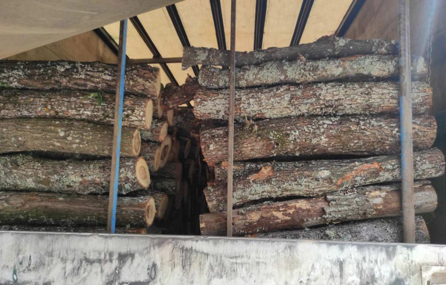 EKOLOŠKI KRIMINAL U SRBIJI Zaplenjeno pet kamiona natovarena nelegalno isečenim stablima