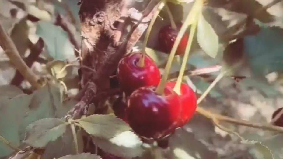 Milica Pavlović pokazuje voće