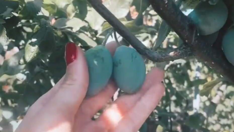 Milica Pavlović pokazuje voće