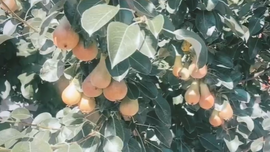 Milica Pavlović pokazuje voće