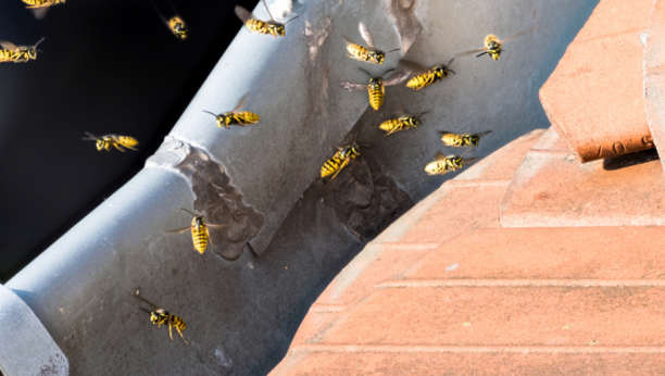 REŠITE SE OSA NA PRIRODAN NAČIN Bez hemikalija, trikovi koji sigurno funkcionišu!