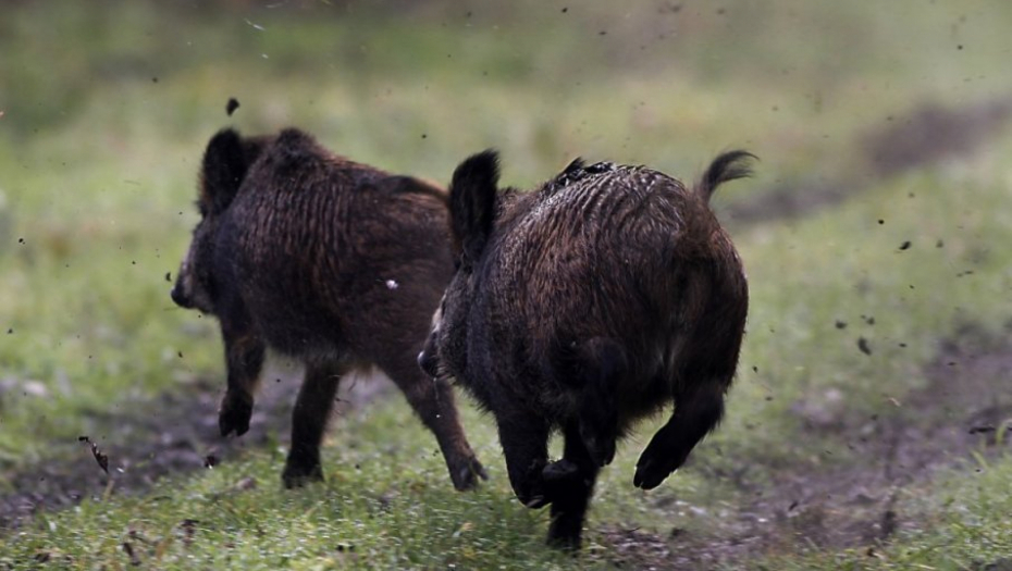 U ZAGREBU NIKAD VIŠE DIVLJIH SVINJA Neko ih hrani, neko u strahu, objavljeno uputstvo u slučaju susreta (VIDEO)