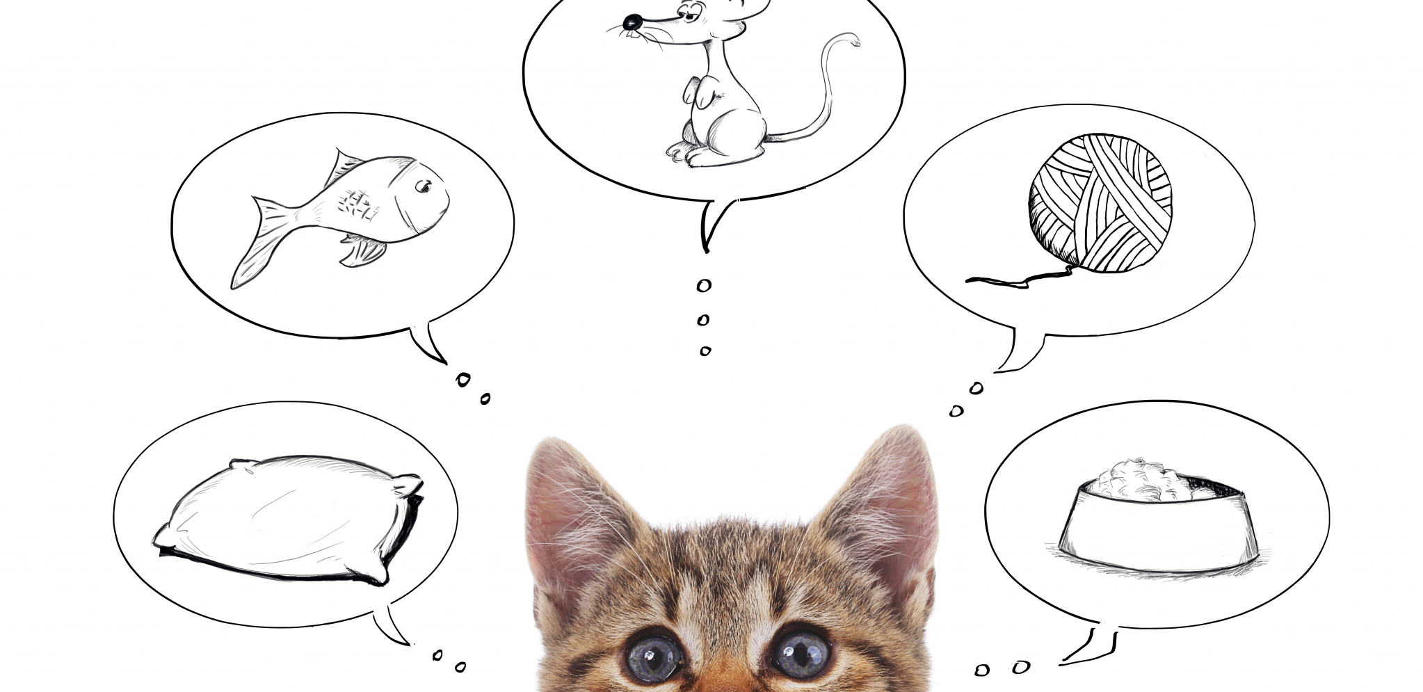 NAUKA JE POTVRDILA Mačke imaju svest o sebi!