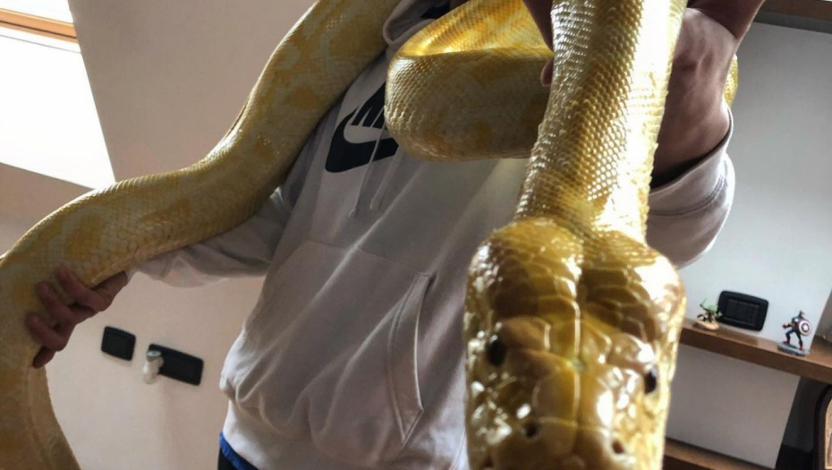 BAHATI JUTJUBER Janko jedva čeka da pratiocima pokaže kako zakoni za njega ne važe: On u stanu gaji lava