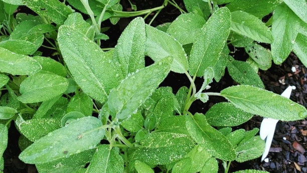 BILJKA KOJA ZNAČI "IZLEČITI" ČISTI KRV I PLUĆA: Napravite čaj i pijte ga 2 puta dnevno za jači organizam