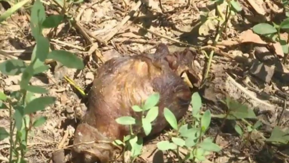 JEZIVO Na stotine kokošijih glava preplavilo naselje Medaković, građani uznemireni