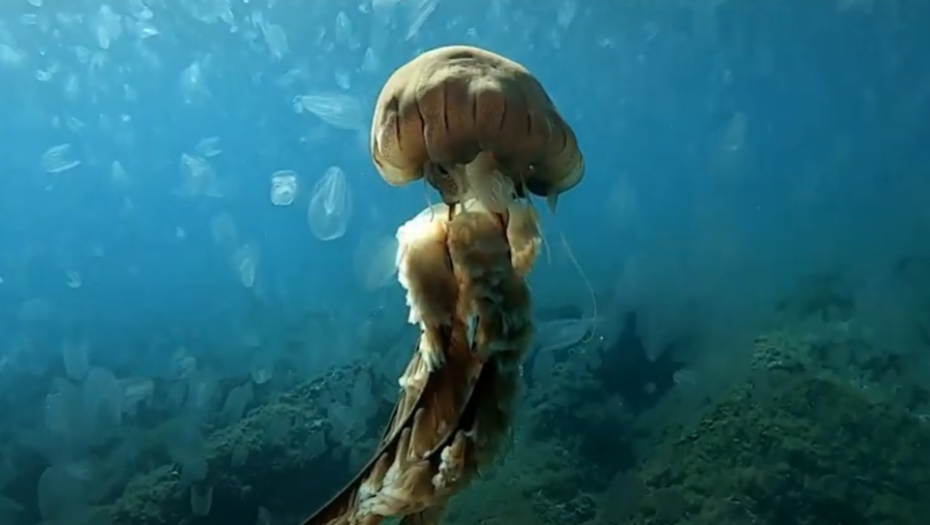 NA HRVATSKOM PRIMORJU UOČENA KOMPAS MEDUZA Severni Jadran preplavljen žarnjacima