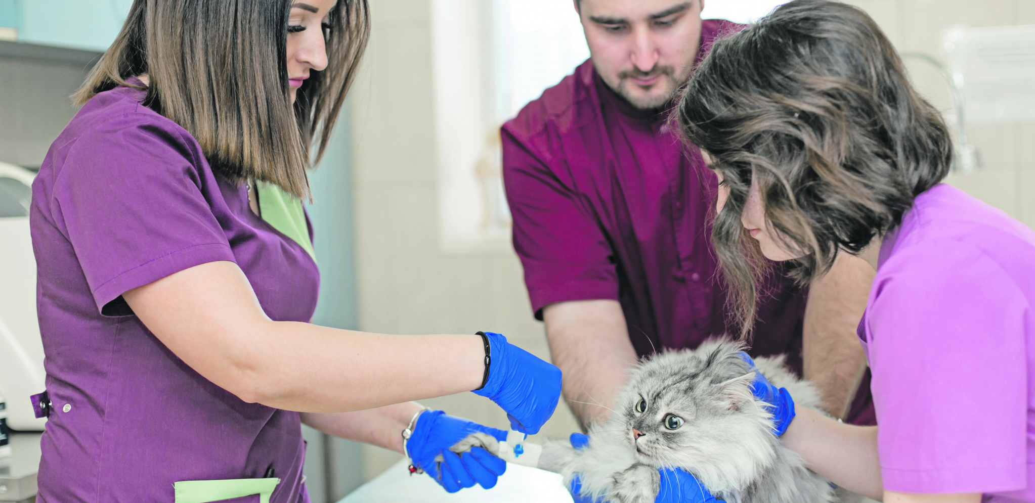 DUŽI I ZDRAVIJI ŽIVOT Da li je sterilizacija mačaka opasna i koliko