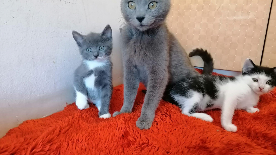 PRONAŠLE GA U OLUKU I POKUŠALE DA GA ZAGREJU Mačke spasle malu bebu od smrzavanja