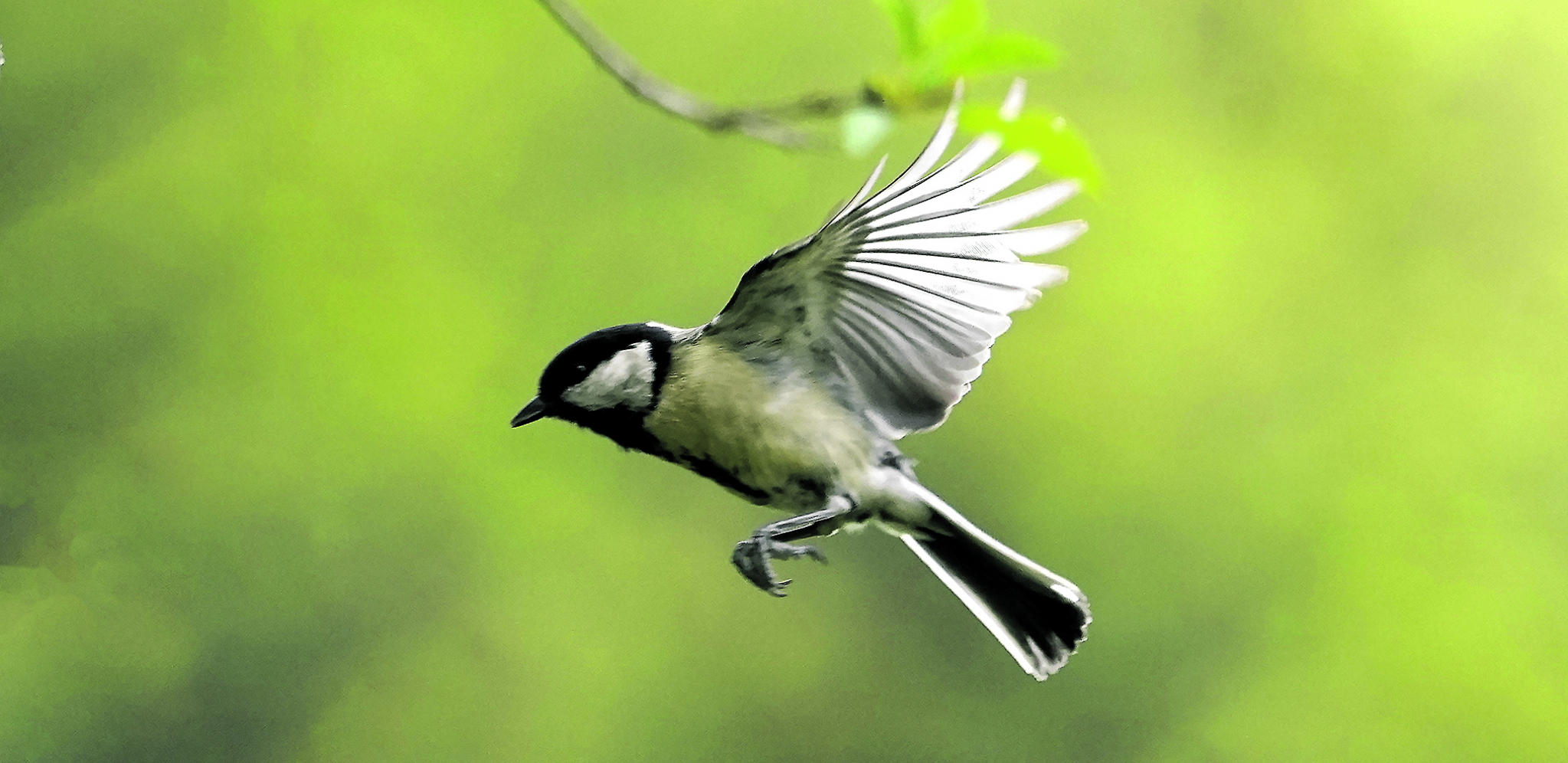 LETI, LETI  VELIKA SENICE Ovo su ptice koje možete sresti širom Evrope i Azije