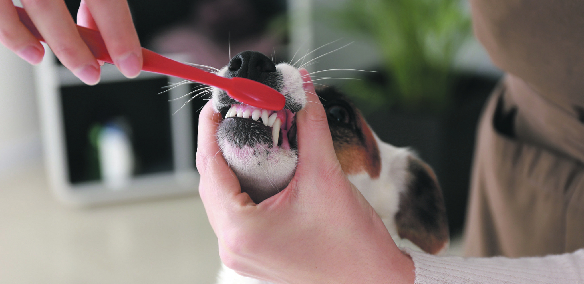 ZUBIMA NAŠIH PASA Neophodna je posebna nega