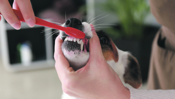 ZUBIMA NAŠIH PASA Neophodna je posebna nega