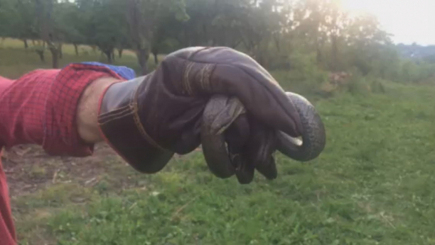 LEGLO ZMIJA OTROVNICA U KABLOVIMA OD TELEVIZORA Gmizavci okupirali kuću mladog bračnog para u selu Mrčajevci