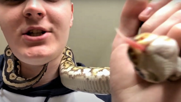 FILIP JE NA JEZIV NAČIN PLAŠIO LJUDE U GRADSKOM PREVOZU Ovu zmiju je nosio sa sobom, a sada ga je stigla zaslužena kazna