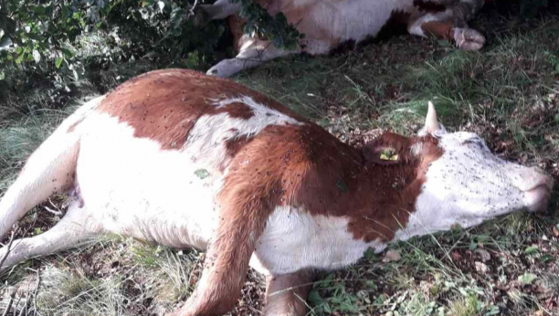 U EVROPI SE POJAVILO KRAVLJE LUDILO Ova bolest napada mozak životinja