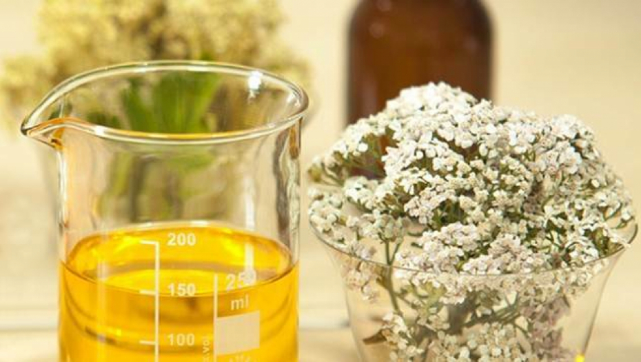 Jedna od najlekovitijih biljaka: Kako hajdučka trava deluje na organizam?