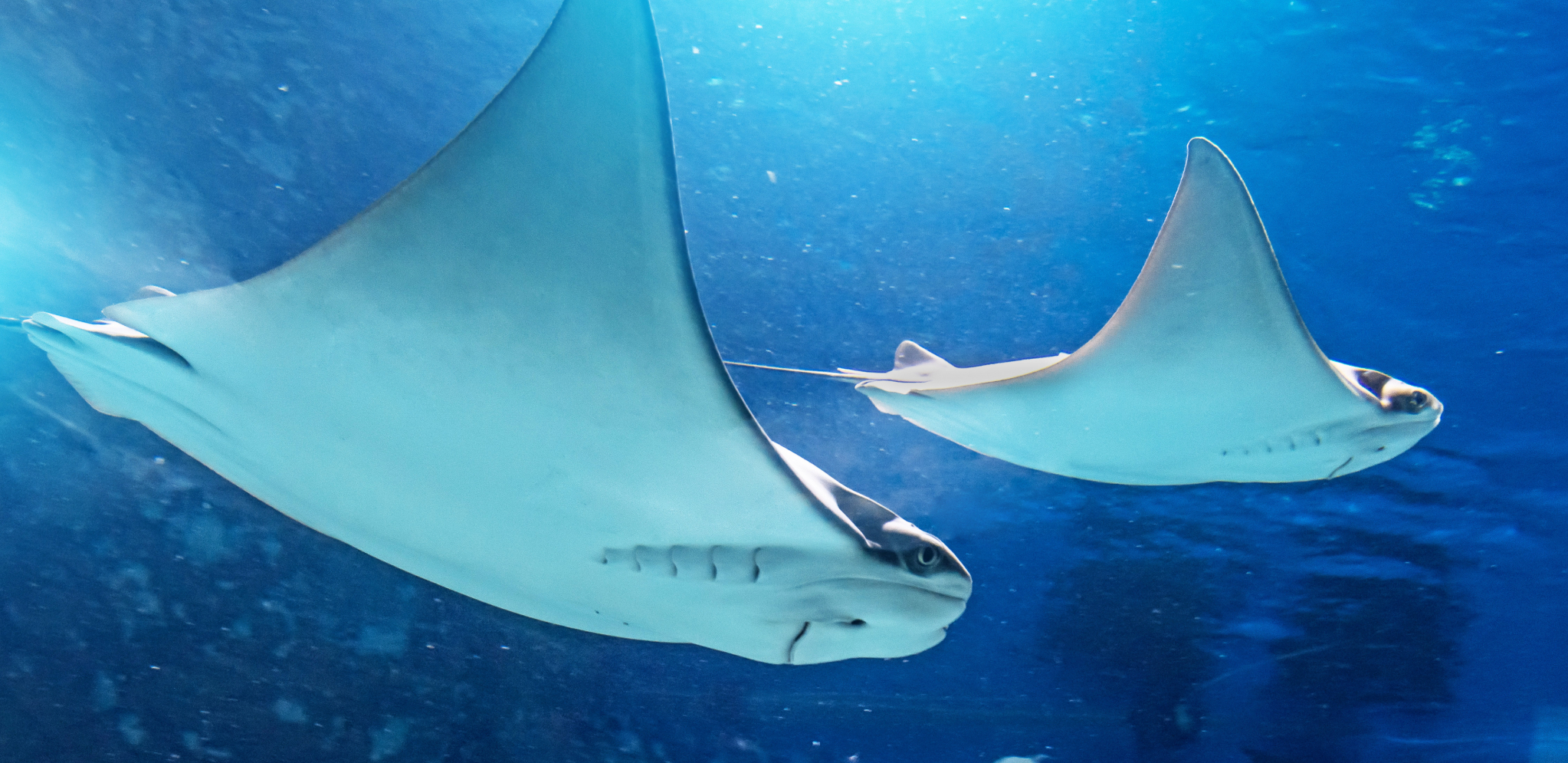 KRVAVO MORE Nova muka za srpske turiste u Hurgadi: Posle ajkula, napadaju i ove NEMANI (FOTO)