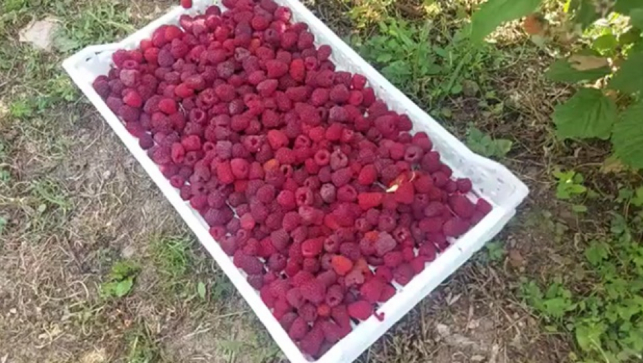 MALINARI U OPŠTINI KOSJERIĆ PREZADOVOLJNI BERBOM! Rade i ne žale se, cena "crvenog zlata" nikad veća!