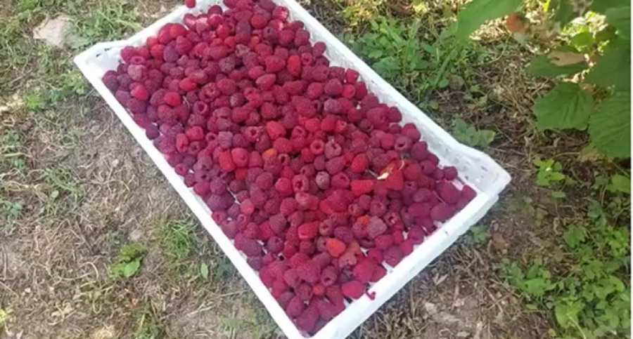 MALINARI TRAŽE 400 DINARA ZA KILOGRAM ''CRVENOG ZLATA'': U petak se nastavljaju pregovori sa hladnjačarima u Vladi Srbije