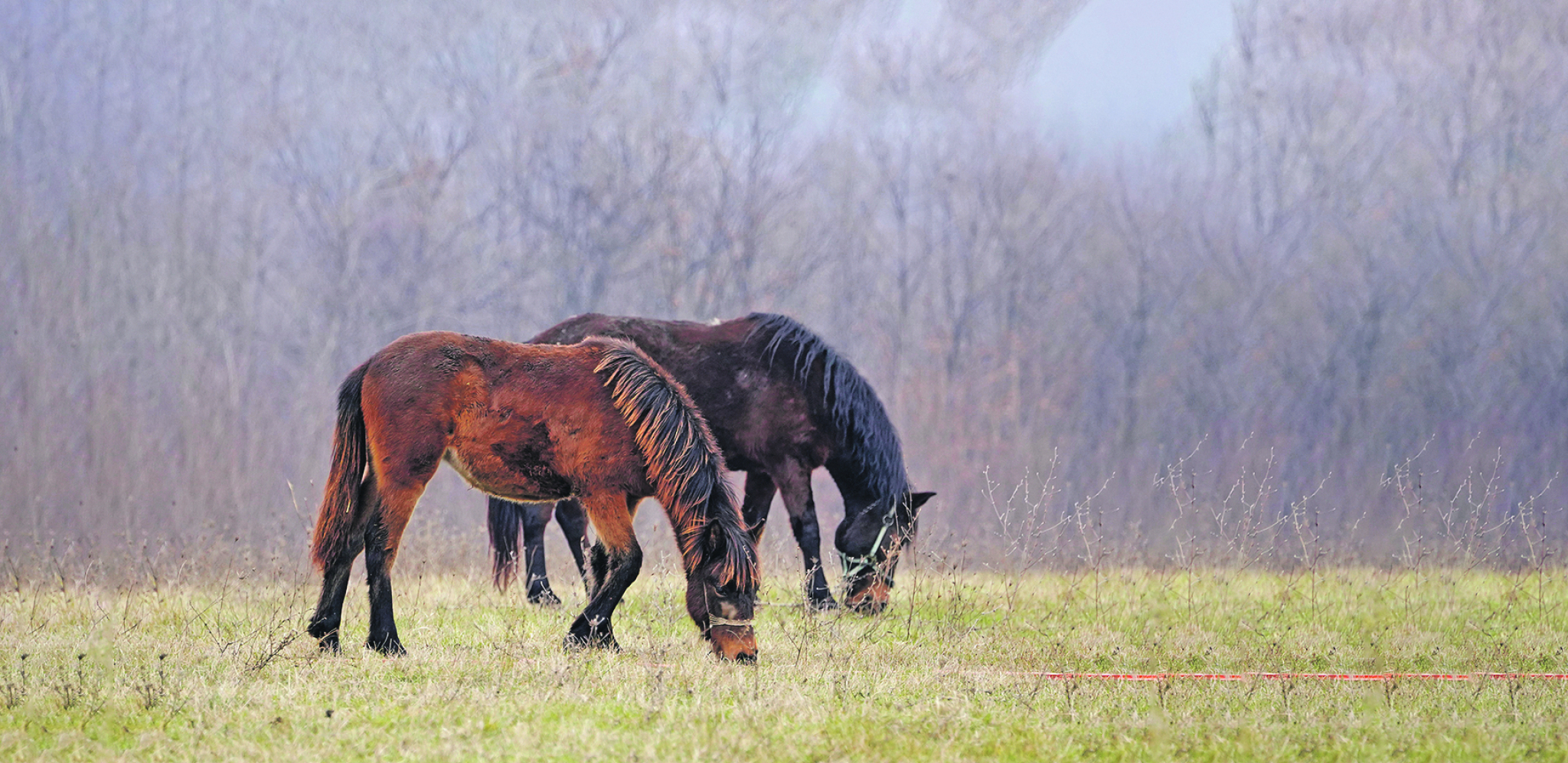 NE JURE I NIKUDA NE ŽURE Ovi konji uživaju u zelenoj travi zavičaja svog