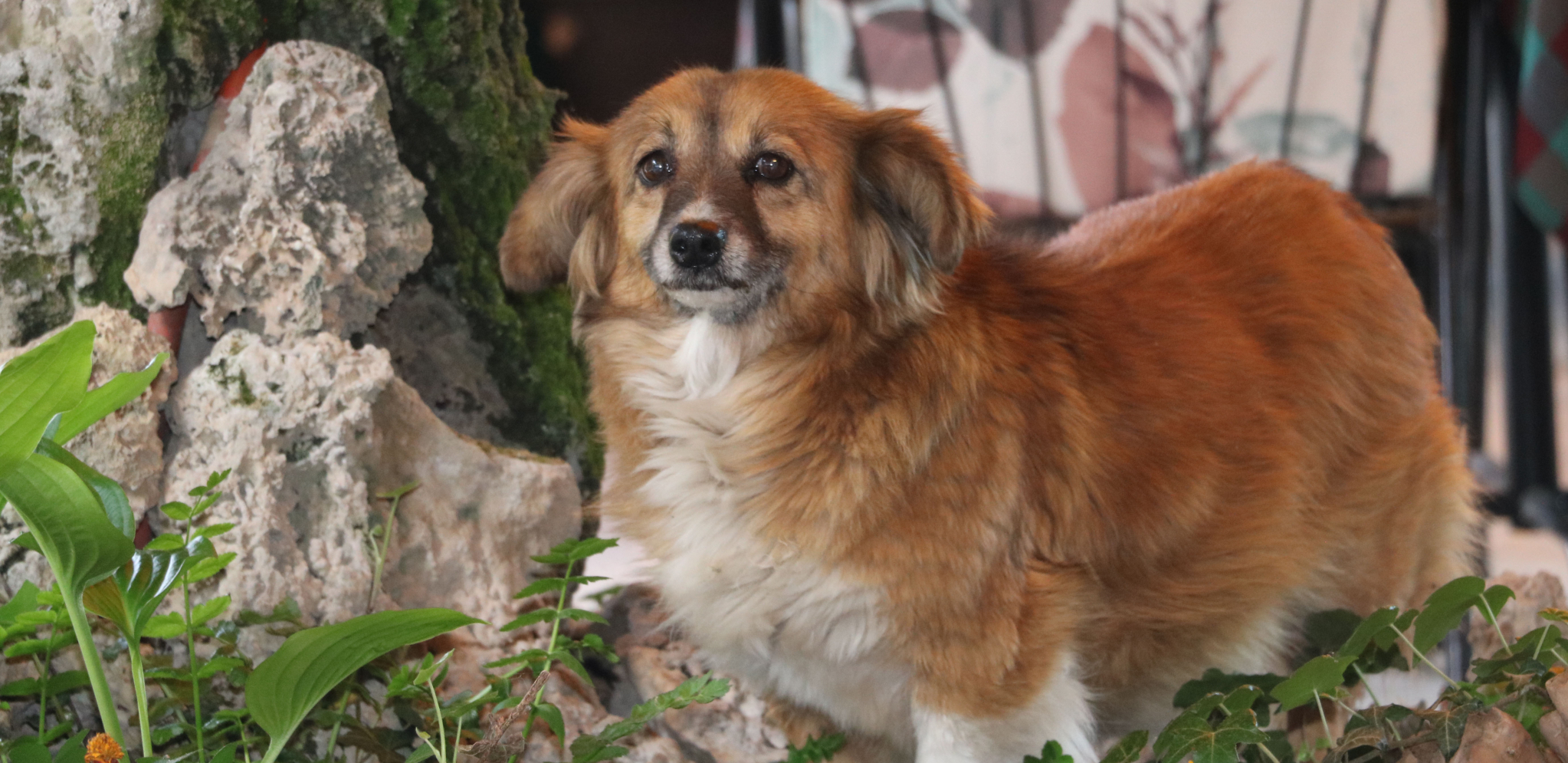 OVAJ LEP I OČIGLEDNO NEGOVAN PAS Stalni je gost jednog restorana u Sokobanji