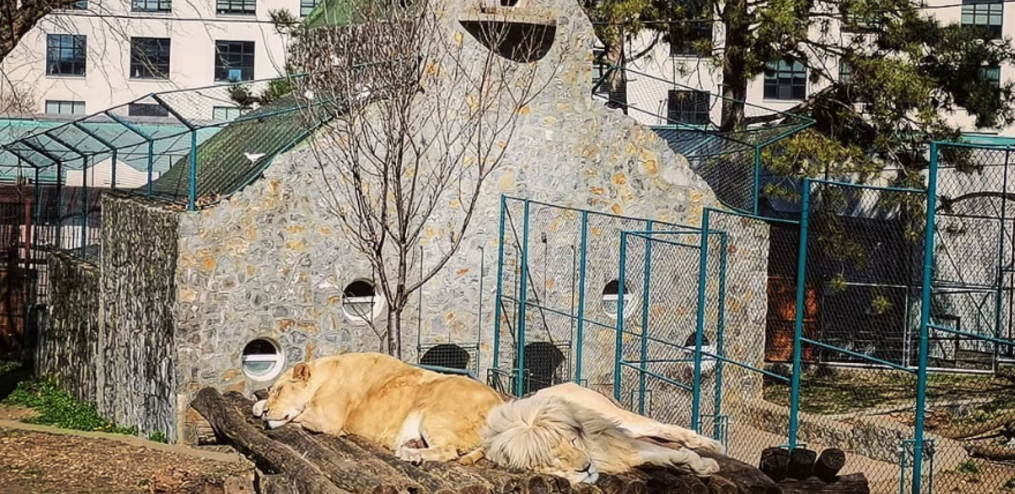 BEO ZOO VRT SLAVI 86. ROĐENDAN Za ove posetioce je ulaz besplatan (FOTO)