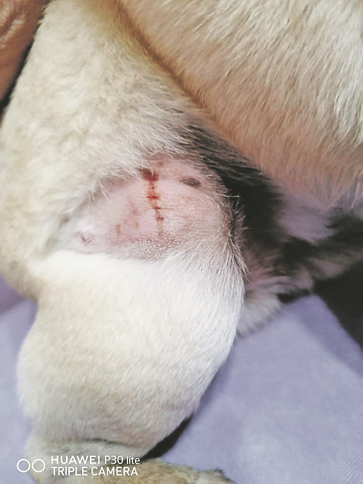 PRESTRAVLJENA Ispovest Beograđanke koju je napala krvoločna životinja na Zvezdari: Akita unakazio ženu, vlasnik samo blenuo! (FOTO)