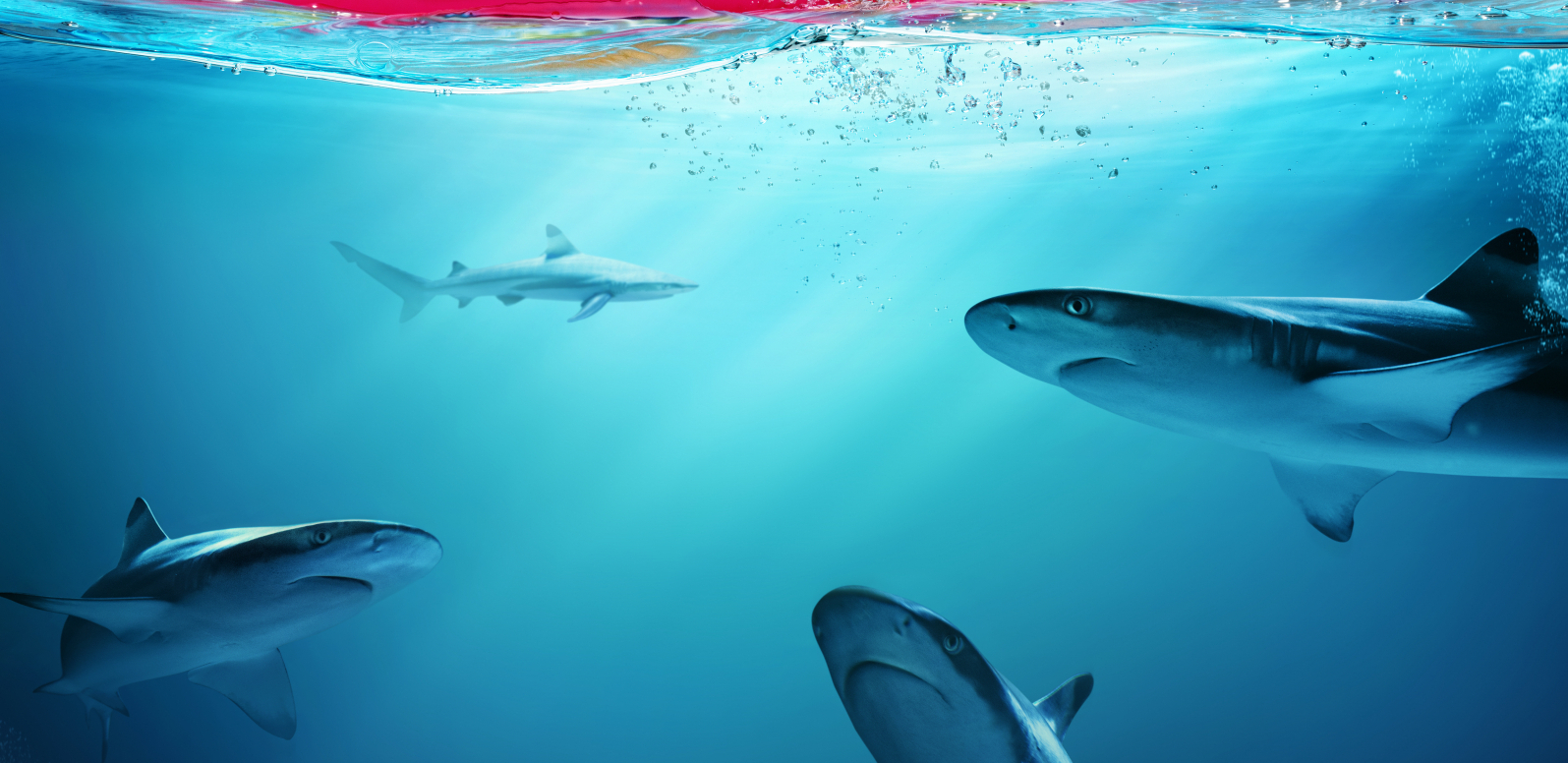 BEZ NJIH SE NE MOŽE Proverite koliko znate o neverovatnim morskim psima